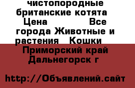 чистопородные британские котята › Цена ­ 10 000 - Все города Животные и растения » Кошки   . Приморский край,Дальнегорск г.